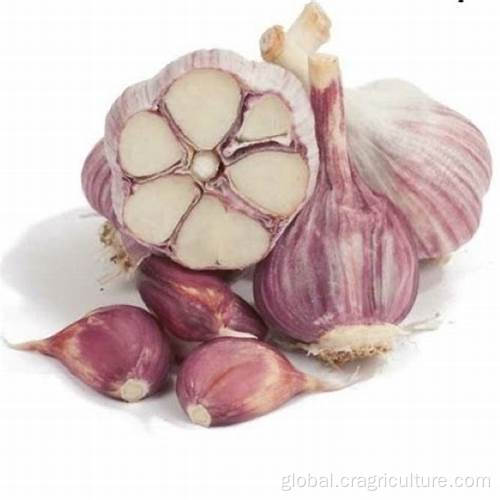 White Garlic Plant Fresh Chinese 6p Pure White Garlic Factory